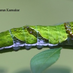 Yellow Helen - Papilio nephelus ( Caterpillar )