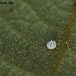 Common Hedge Blue -- Acytolepis puspa Horsfield, 1828 (Egg)