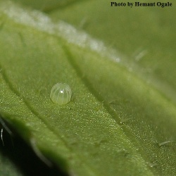 Danaid Eggfly -- Hypolimnas misippus Linnaeus, 1764 (Egg)