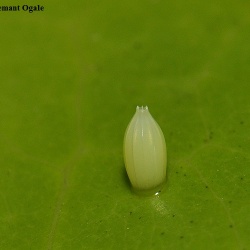 Great Orange Tip -- Hebomoia glaucippe Linnaeus, 1758(Egg)