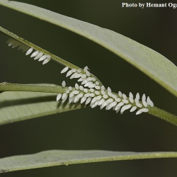 Three-spot Grass yellow -- Eurema blanda Boisduval, 1836 (Egg)