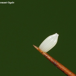 White Orange Tip -- Ixias marianne Cramer, 1779 (Egg)