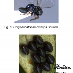 Parasitoid wasp Chrysochalcissa oviceps Boucek, 1978 [Torymidae : Toryminae : Monodontomerini]