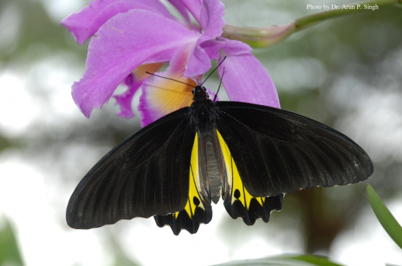 A reared and  freshly emerged Malayan Birdwing feeding on orchid nectar.