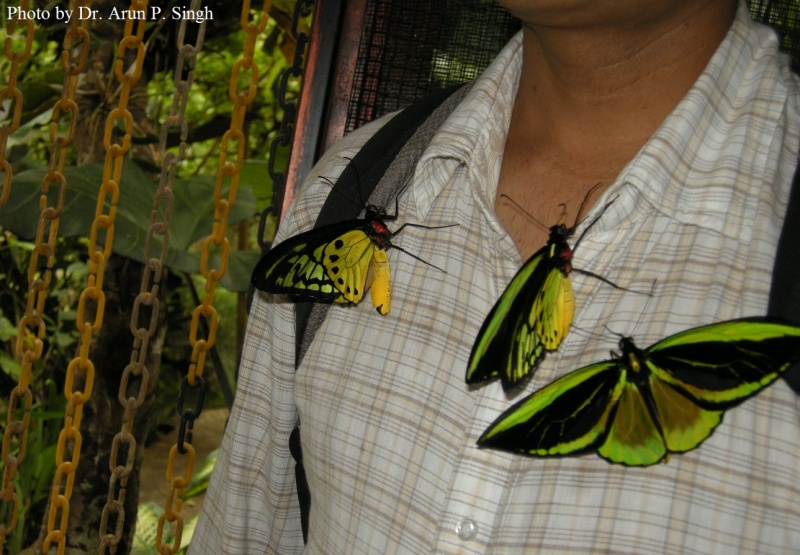 Green Alexandria Birdwings butterflies settled on people entering the cage after taking thier first flight.