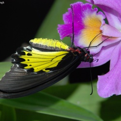 A reared and  freshly emerged Malayan Birdwing feeding on orchid nectar.