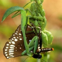 Butterfly Predation