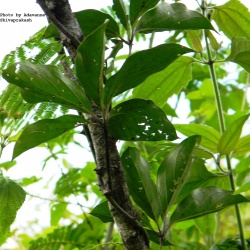Dioscorea pentaphylla