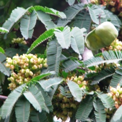 Caesalpinia coriaria