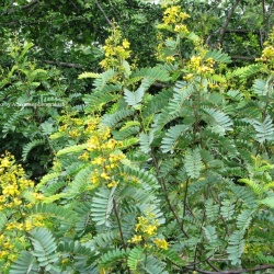 Cassia montana