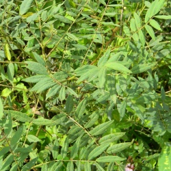 Cassia sophera