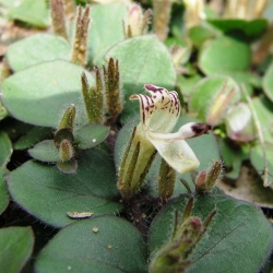 Andrographis serphylifolia
