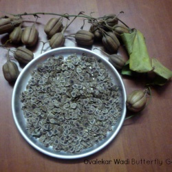 Aristolochia tagala (Seeds)
