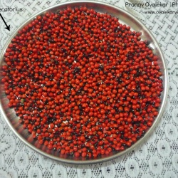 Seeds of Abrus precatorius (Rosary Pea)