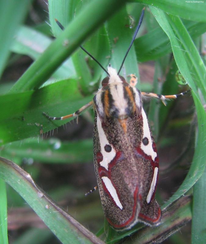 White and Red Masked Noctuid Moth -- Aegocera venulia Cramer, 1777