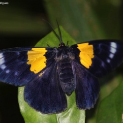 Blue Tiger Moth -- Dysphania sp.