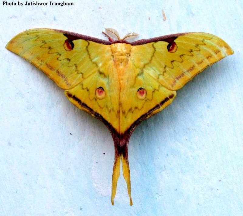 Western Chinese Moon Moth -- Actias parasinensis Brechlin, 2009