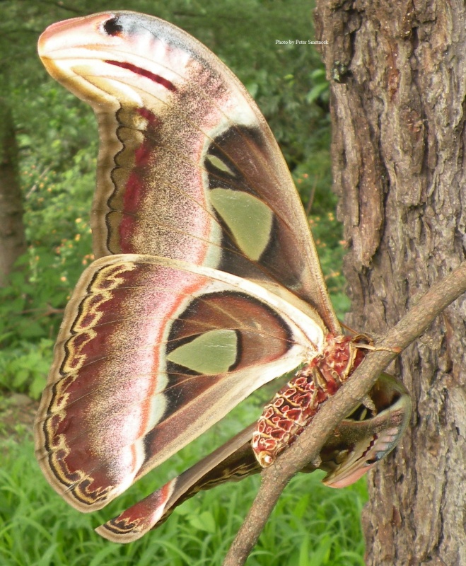 Attacus atlas