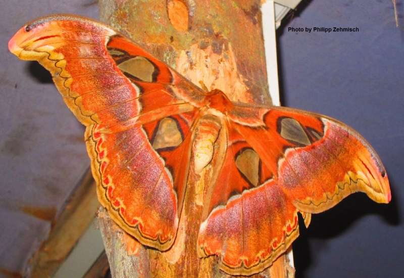 Andaman Atlas Moth - Attacus mcmulleni Watson 1914