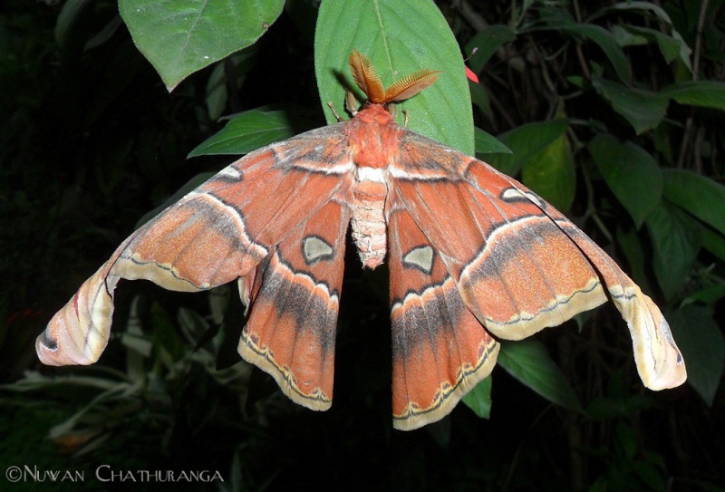 Atlas Moth - Attucus taprobanis Moore, 1882