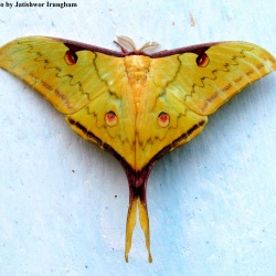 Western Chinese Moon Moth -- Actias parasinensis Brechlin, 2009
