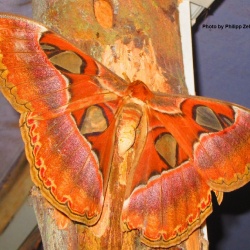 Andaman Atlas Moth - Attacus mcmulleni Watson 1914