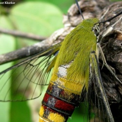 Pellucid Hawk Moth -- Cephonodes hylas