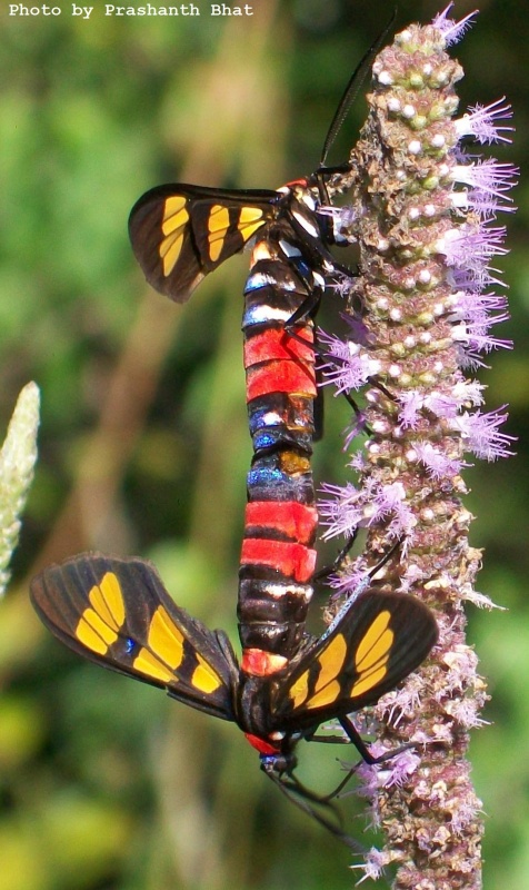 Painted Handmaiden Moth -- Euchromia polymena