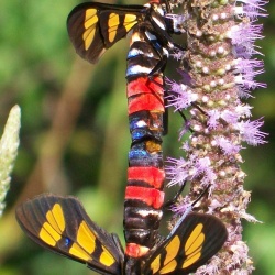 Painted Handmaiden Moth -- Euchromia polymena